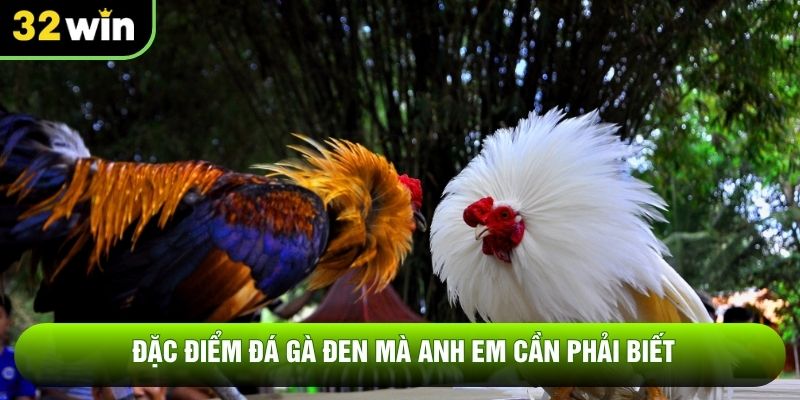 Đặc điểm đá gà đen mà anh em cần phải biết