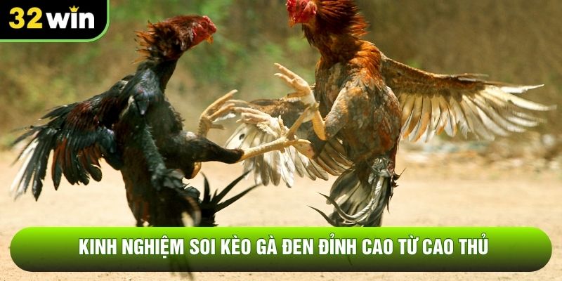 Kinh nghiệm soi kèo gà đen đỉnh cao từ cao thủ